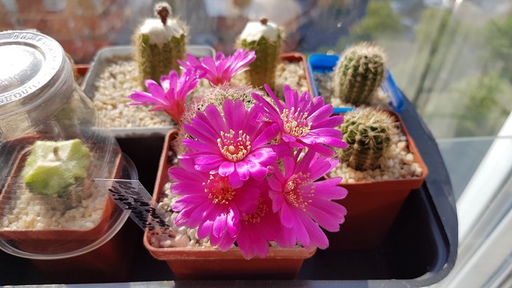 Sulcorebutia albissima WK699