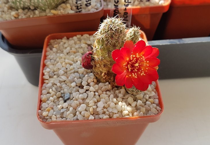 Sulcorebutia tarabucoensis Koehres