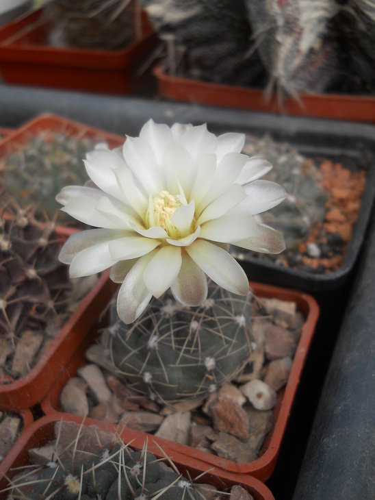 DSCN4775.JPG