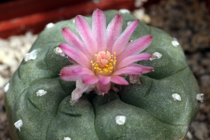 Lophophora jourdaniana