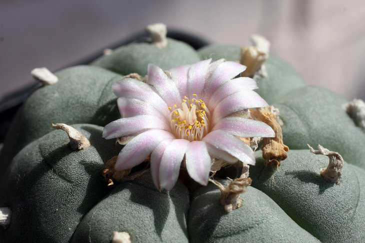 Lophophora williamsii, Texas
