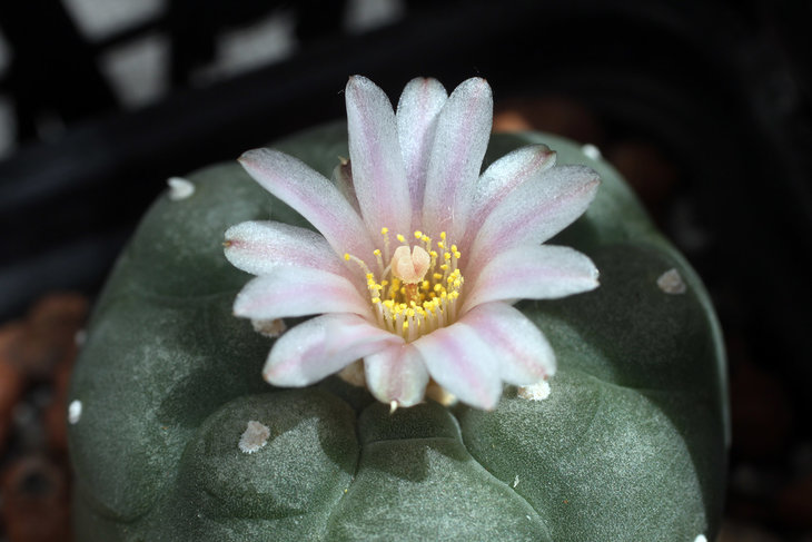 Lophophora williamsii