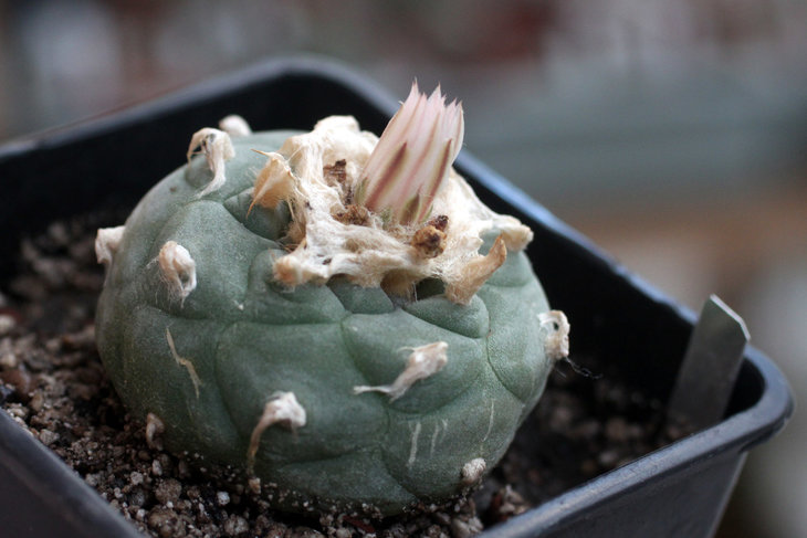 Lophophora koehresii