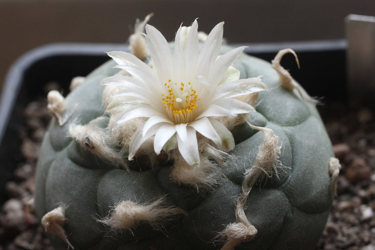 Lophophora koehresii