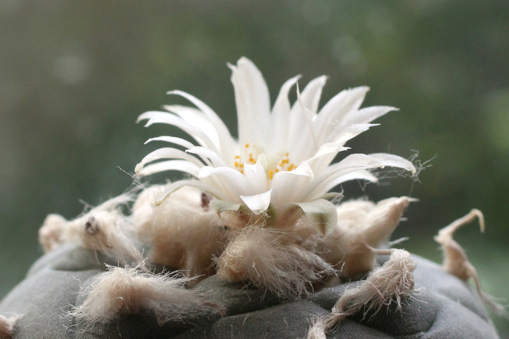 Lophophora koehresii