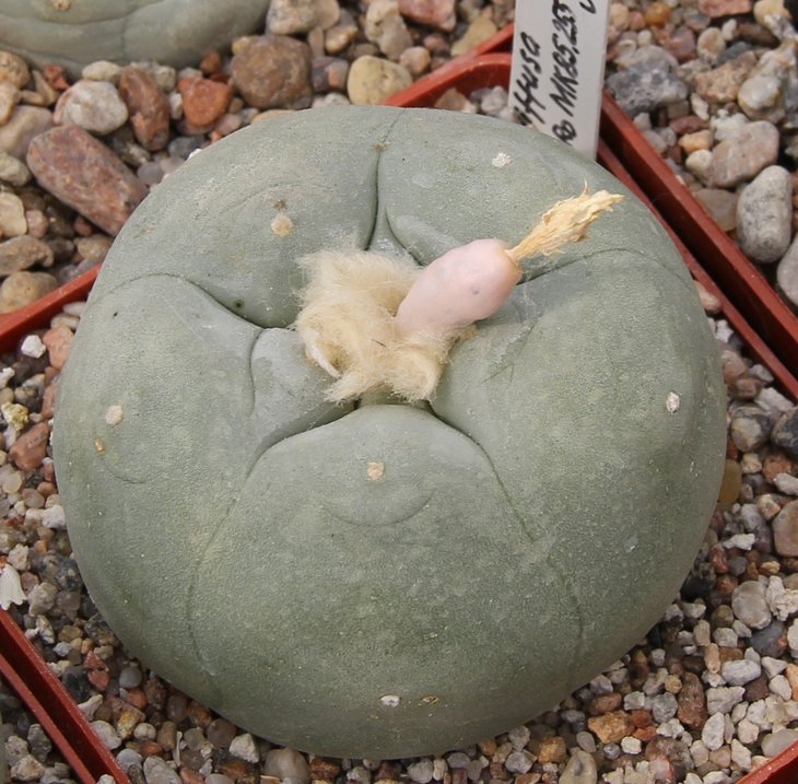 L. diffusa kubesay MK85.255..