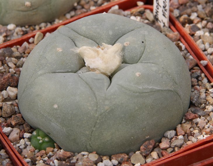 L. diffusa kubesay MK85.255..