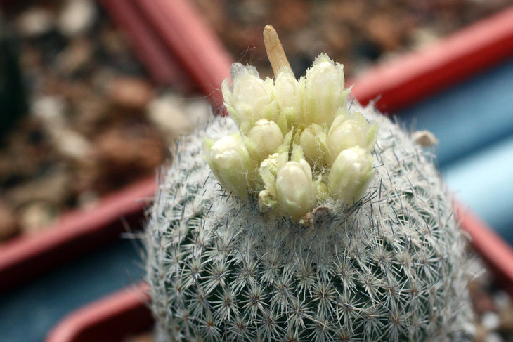 Epithelantha greggii SB 321