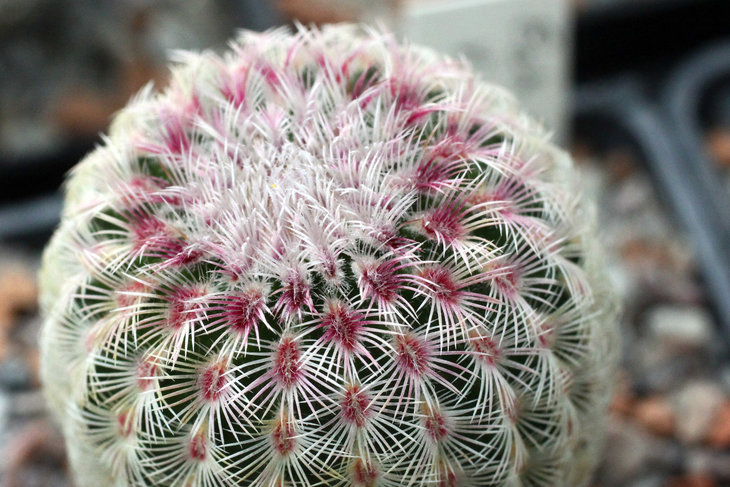 Echinocactus rigidissimus v. rubispinus