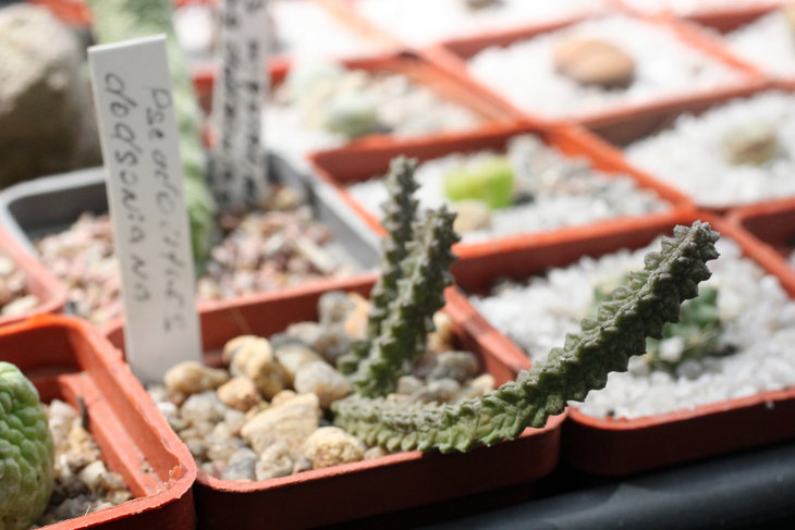 Pseudolithos dodsonianus