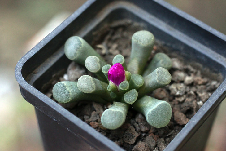 Frithia pulchra
