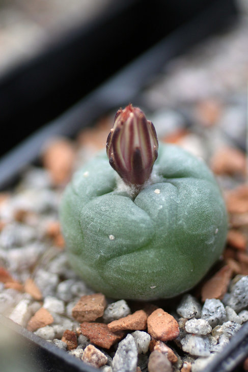 Lophophora koehresii