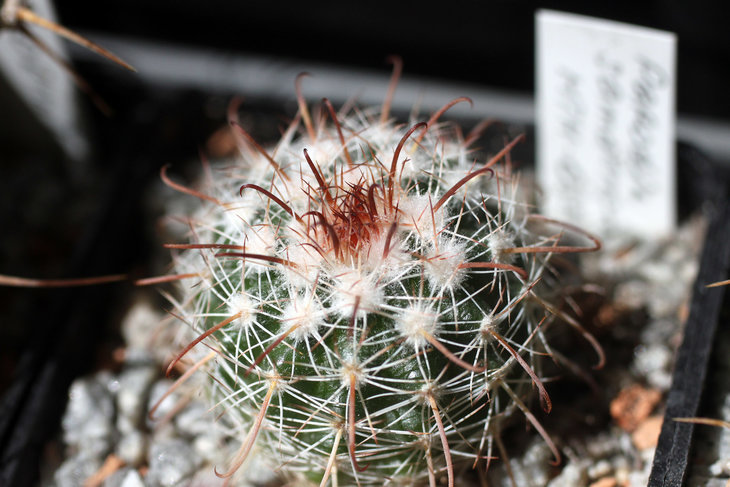 Parodia samaensis HTH-039