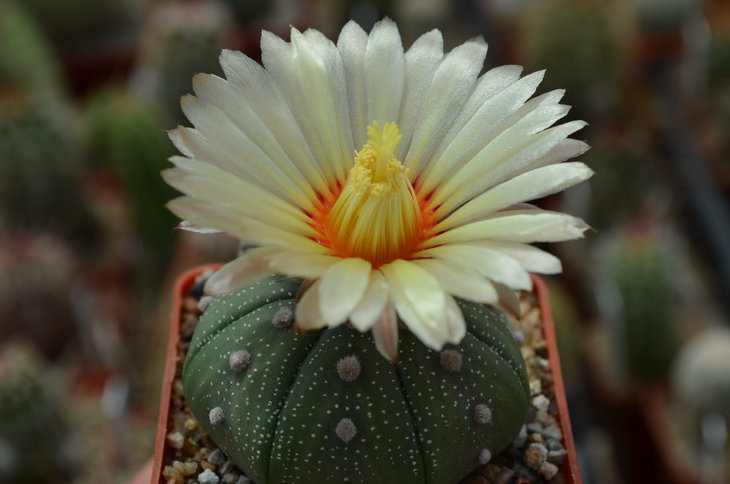 Astrophytum Asterias Texas Piltz