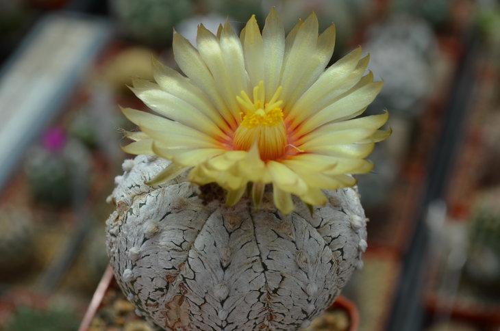 Astrophytum Asterias v-type snow