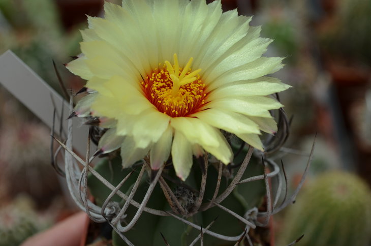 Astrophytum Crassispinum