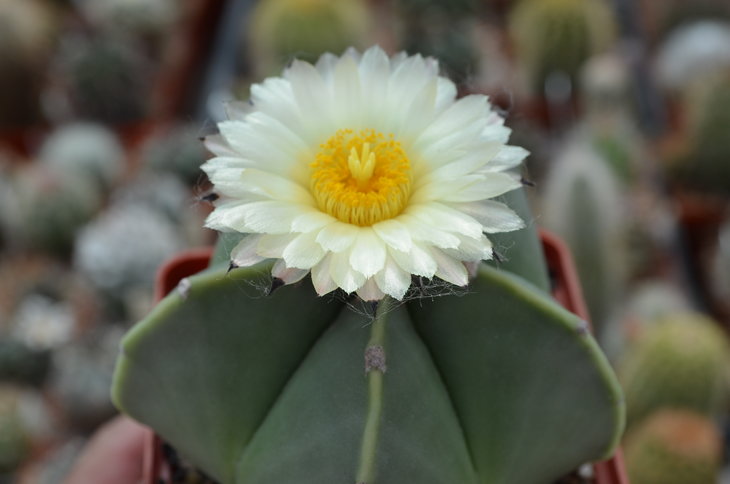 Astrophytum Myriostigma var. Nudum