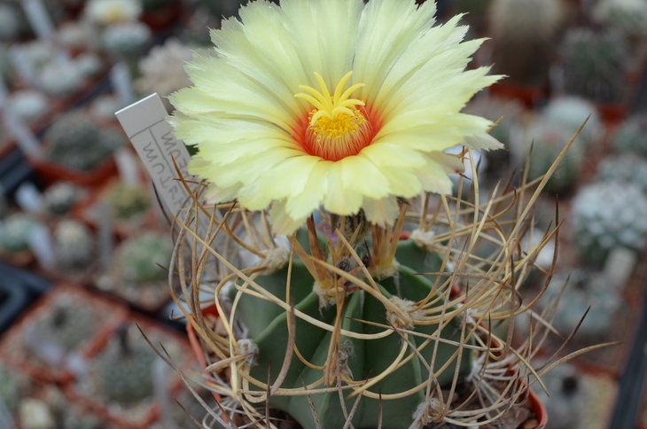 Astrophytum senile var. aureum