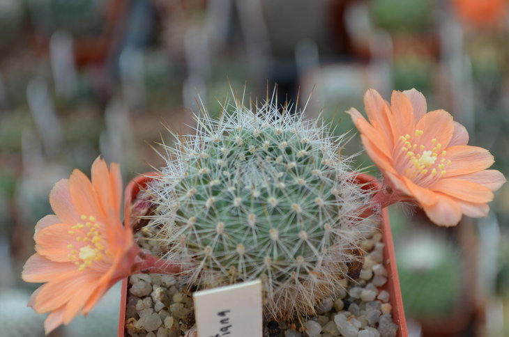 Aylostera Simoniana