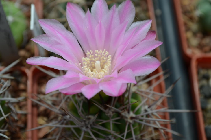 Gymnocalycium Horridispinum var. Longispinum