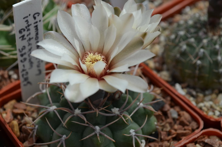 Gymnocalycium Intertextum