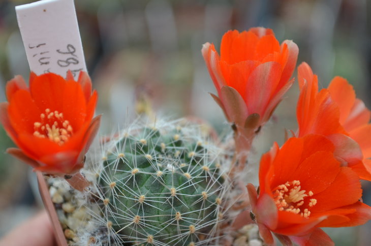 Lobivia Steinmanii var. applanata