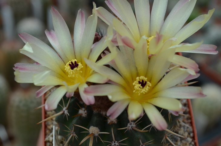 Notocactus Submammulosus