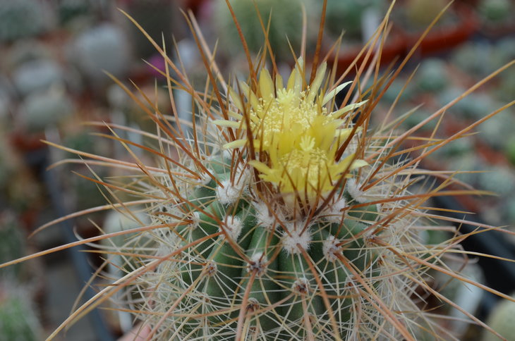 Parodia Maxima