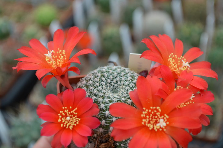 Rebutia Krainziana