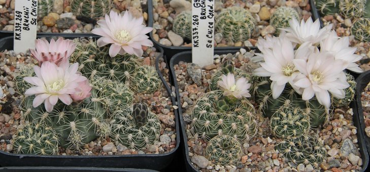 Gymnocalycium bruchii implexum VG524 Sa Chica 1406m   KK337.269