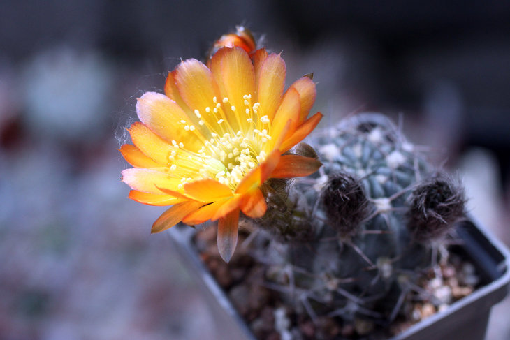 Acanthocalycium glaucum v. rubriflorum