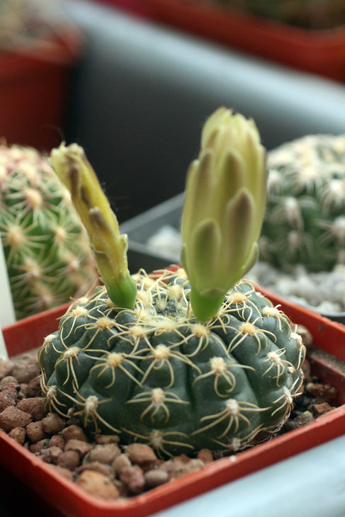 Gymnocalycium leeanum