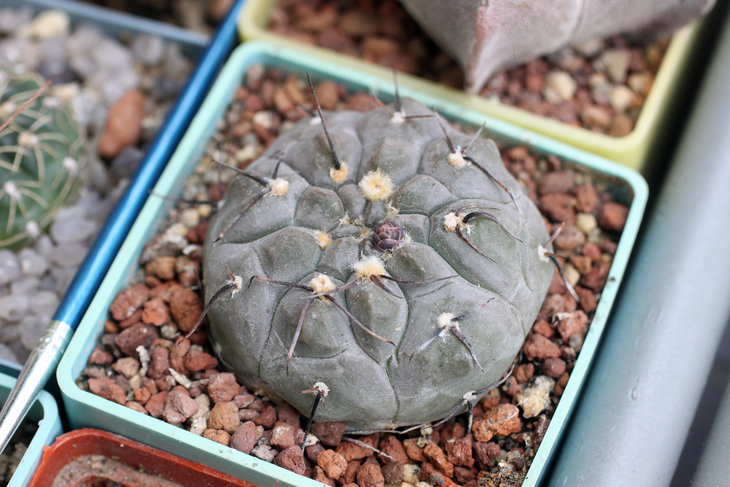 Gymnocalycium berchtii VS 161