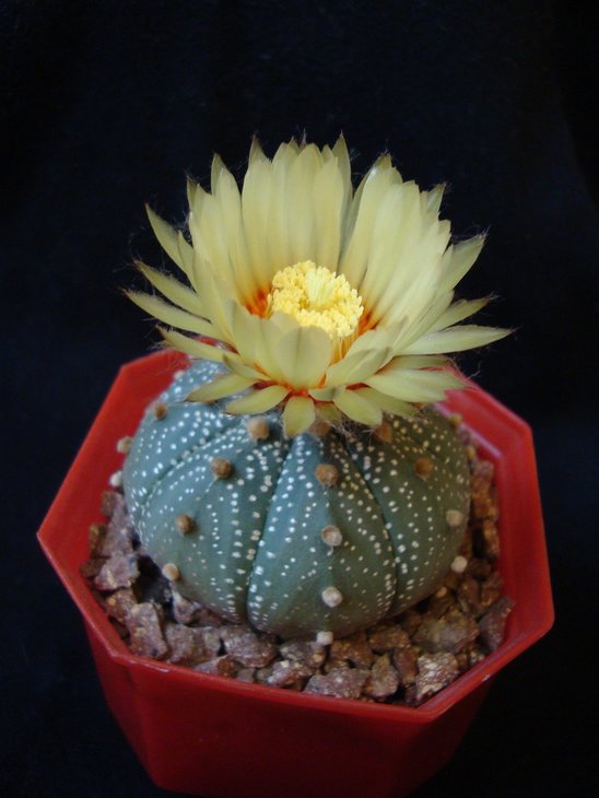 A. asterias