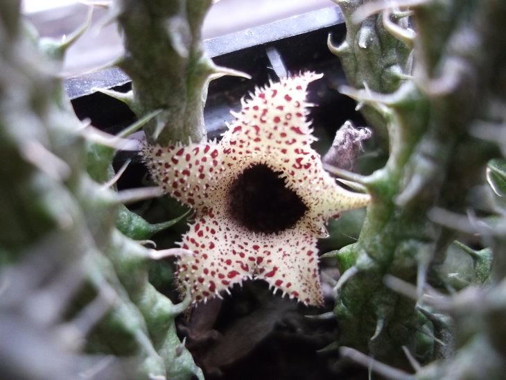 DSCF4648.JPG