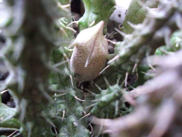 DSCF4651.JPG