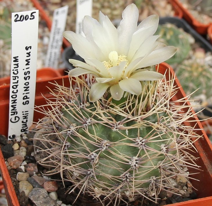 Gymnocalycium bruchii spinossimus.