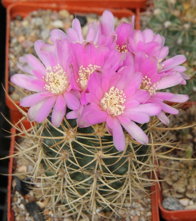 Gymnocalycium neuhuberi