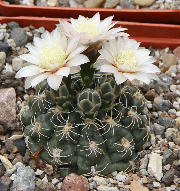 Gymnocalycium  altagraciense GN1054    kk326.503