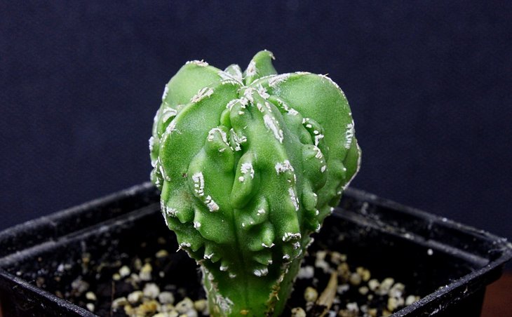 Astrophytum fukuryu 16.JPG