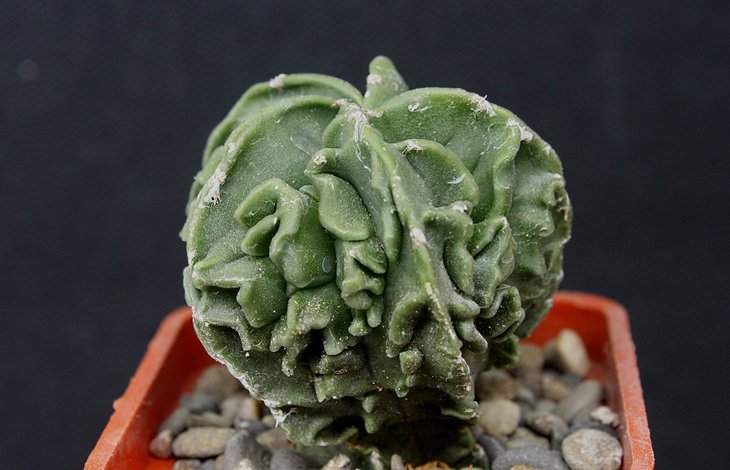 Astrophytum fukuryu 16-2.JPG
