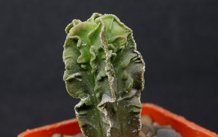 Astrophytum fukuryu 16-3.JPG
