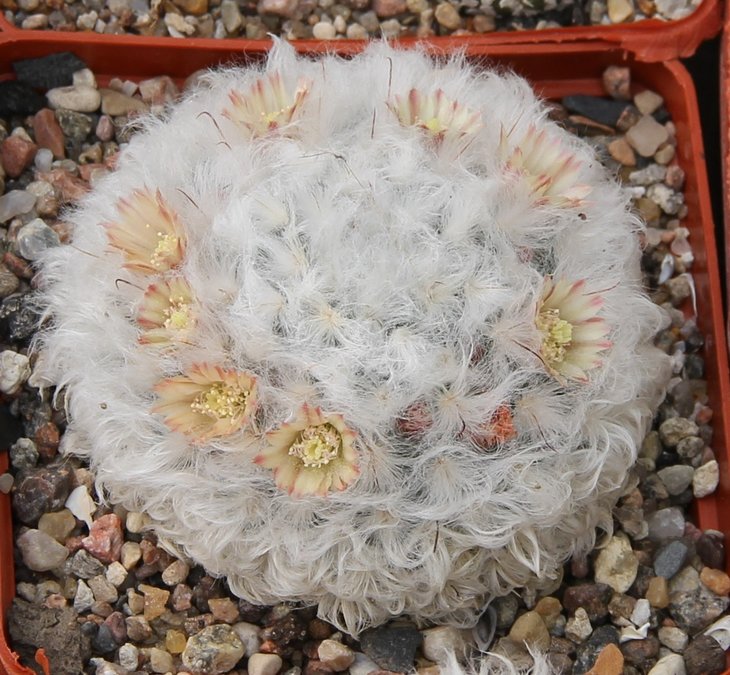 Mammillaria bocasana multilanata
