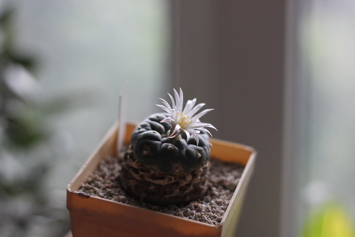 Lophophora koehresii (июнь 2013)