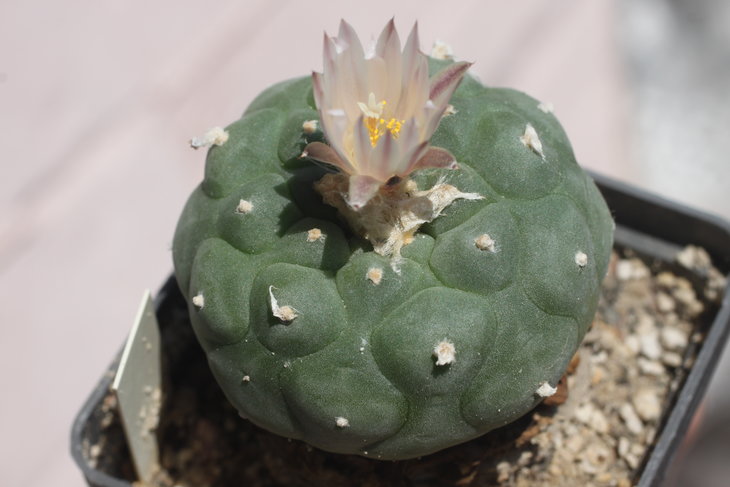 Lophophora koehresii (май 2016)