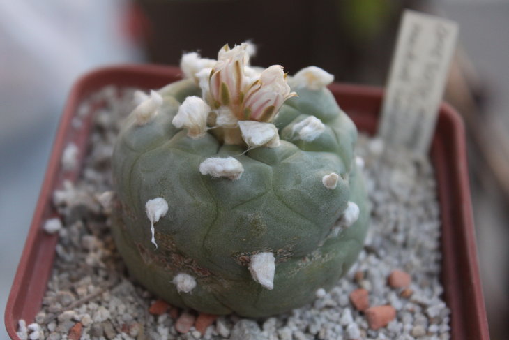 Lophophora diffusa (июль 2014)