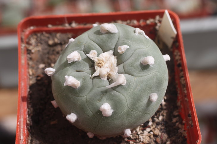 Lophophora diffusa (апрель 2016)