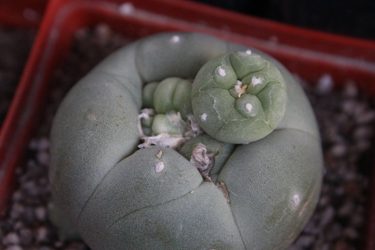 Lophophora diffusa (октябрь 2014)