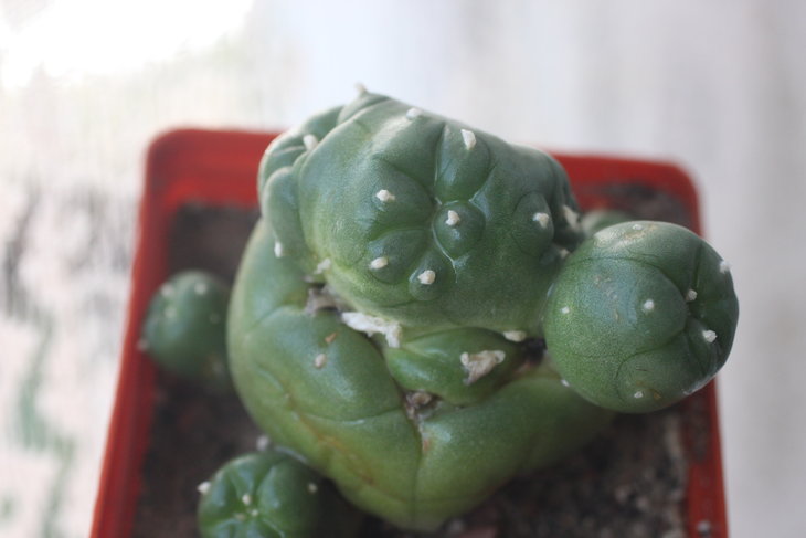 Lophophora diffusa (май 2016)