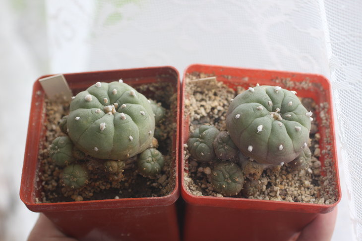Пара Lophophora jourdaniana (1996 и 1997 год посева соответственно)